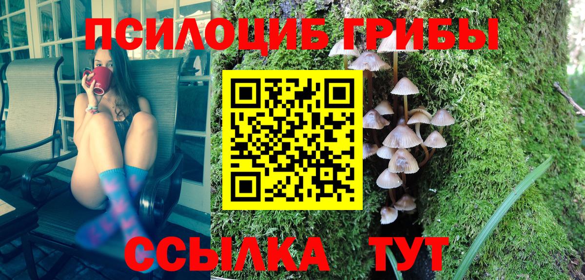 Волхов  Галлюциногенные грибы Psilocybe  Вход с VPN 